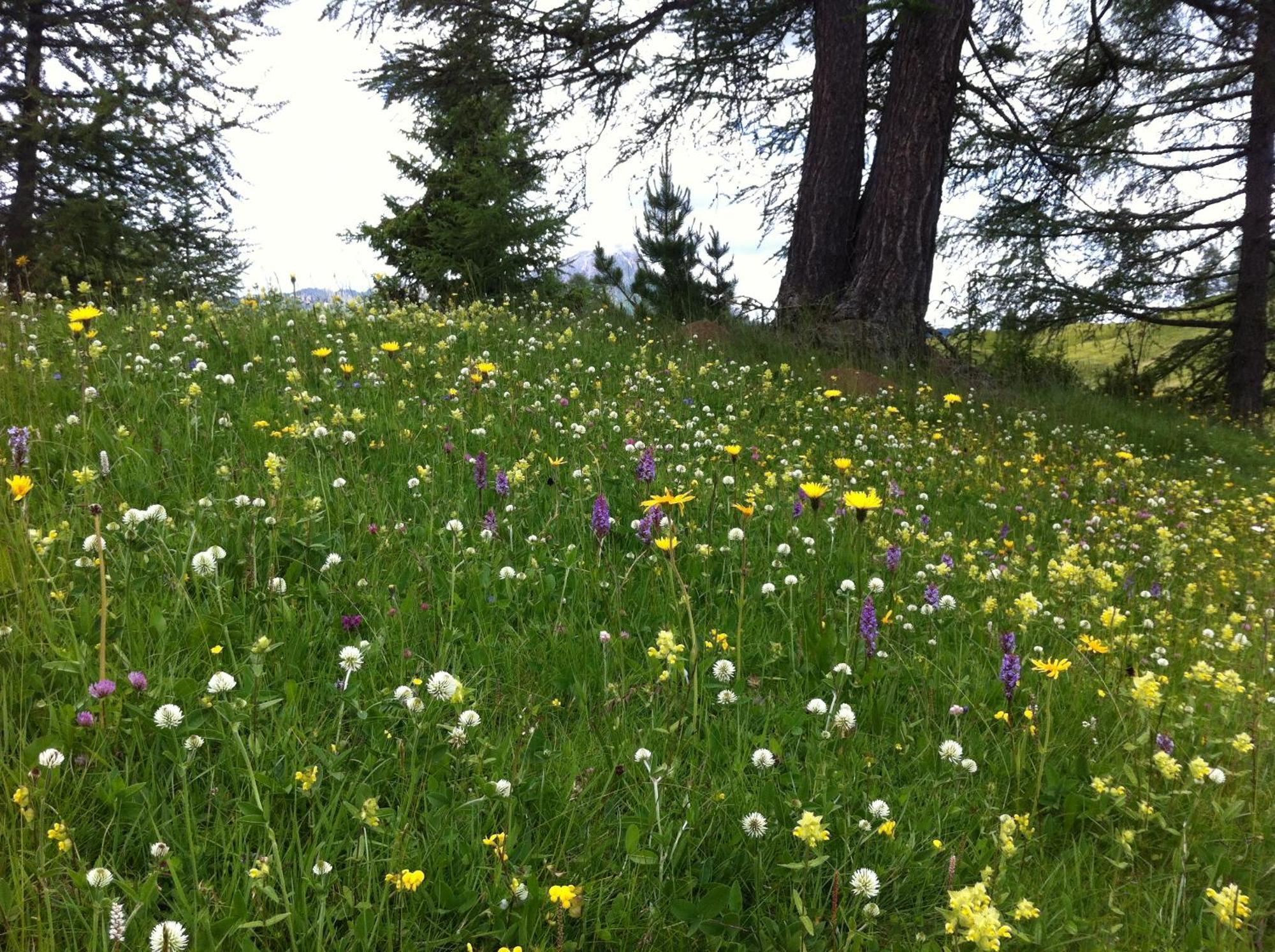 Ciasa Wallis Badia  Eksteriør billede